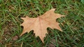 Golden oak leaf fallen on the ground