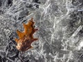 Golden oak leaf frozen in ice Royalty Free Stock Photo