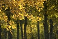 Golden oak leaves in the Indian summer