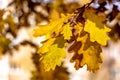Lovely Golden Autumn Oak Leaves Royalty Free Stock Photo