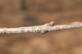 Golden oak scale Asterodiaspis variolosa on oak branch