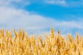 Golden oat field Royalty Free Stock Photo