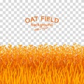 Golden oat field on checkered background Royalty Free Stock Photo