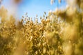 Golden oat field close-up Royalty Free Stock Photo