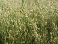 Golden oat field Royalty Free Stock Photo