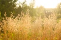 Golden oat field in late August, counter light Royalty Free Stock Photo