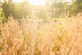 Golden oat field in late August, counter light Royalty Free Stock Photo