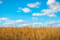 Golden oat field over blue sky and some clouds Royalty Free Stock Photo