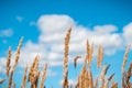 Golden oat field over blue sky and some clouds Royalty Free Stock Photo