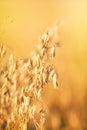 Golden oat field at sunset Royalty Free Stock Photo