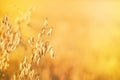 Golden oat field at sunset Royalty Free Stock Photo