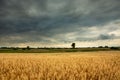 Golden oat fields and dark stormy clouds Royalty Free Stock Photo