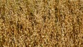 Golden oat plants densely populate a field, their grains mature and glistening in the sunlight Royalty Free Stock Photo
