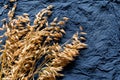 Golden oats on blue-gray cotton fabric for a design on the theme of harvest, farming