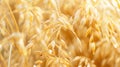 The Golden Oats Field.AI generated image Royalty Free Stock Photo