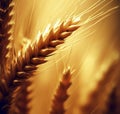 Golden oats in field