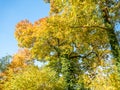 Golden October in Autumn Background