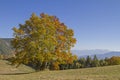 Golden October in the Monte Bondone mountains Royalty Free Stock Photo