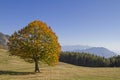 Golden October in the Monte Bondone mountains Royalty Free Stock Photo