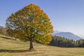 Golden October in the Monte Bondone mountains Royalty Free Stock Photo