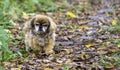 Golden old Pekinese lady walking through the autumnal forest