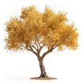 Golden Olive Tree isolated on transparent background Royalty Free Stock Photo