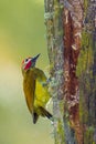 Golden Olive Woodpecker