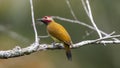 Golden-olive woodpecker Colaptes rubiginosus, Carpintero verde dorado