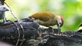 Golden-olive Woodpecker