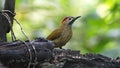 Golden-olive Woodpecker