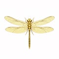 A golden openwork dragonfly floating Royalty Free Stock Photo