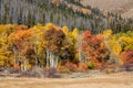 Golden and Orange Aspens of Wyoming Royalty Free Stock Photo