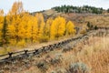Golden and Orange Aspens of Wyoming Royalty Free Stock Photo