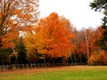 Golden and orange leave of autumn in a country side