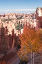 Golden and orange leaves grow on an Aspen at Bryce Canyon National Park.