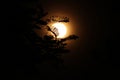 golden orange moon rising and seen faintly through tropical trees