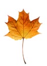 Golden orange and red maple leaf isolated white background. Beautiful autumn maple leaf isolated on white. Fall leaf Royalty Free Stock Photo