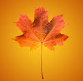 Golden orange and red maple leaf on soft orange background. Beautiful autumn maple leaf isolated Royalty Free Stock Photo
