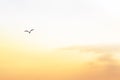 Golden Orange sunset sky and flying birds Royalty Free Stock Photo