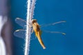 Golden Orange yellow Dragonfly, wings open, Lagos Portugal Royalty Free Stock Photo