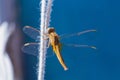 Golden Orange yellow Dragonfly, wings open, Lagos Portugal Royalty Free Stock Photo