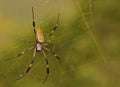 Golden Orb Spider Royalty Free Stock Photo