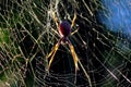 Golden orb spider Royalty Free Stock Photo