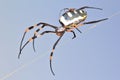 Golden Orb Spider - Insect Mom and Baby - Arachnid Dangle Royalty Free Stock Photo