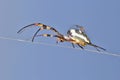 Golden Orb Spider - Insect Mom and Baby - Funny Nature Royalty Free Stock Photo