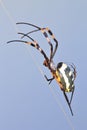 Golden Orb Spider - Insect Mom and Baby - Wildlife Transport Royalty Free Stock Photo