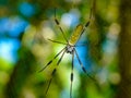 Golden Orb Spider in its web