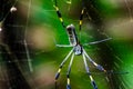 Golden Orb Spider Royalty Free Stock Photo