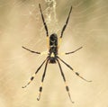 Golden Orb Spider Royalty Free Stock Photo