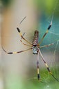 Golden orb-weaver Royalty Free Stock Photo